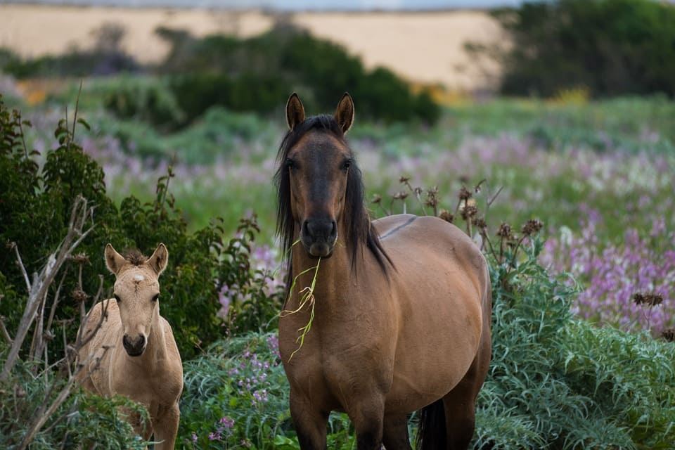 photo cheval horse discount